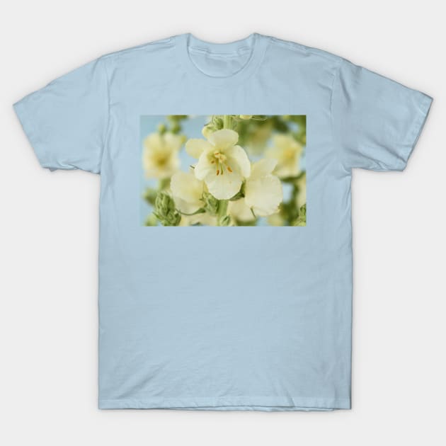 Verbascum x hybridum &#39;Snow Maiden&#39; Mullein T-Shirt by chrisburrows